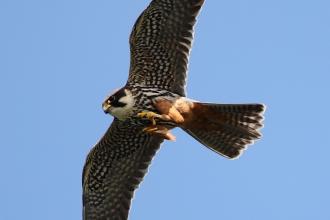Hobby