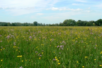 Hunsdon and Eastwick Meads