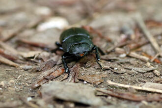 Lesser stag beetle