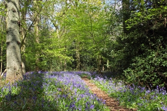 Longspring Wood Nature Reserve 