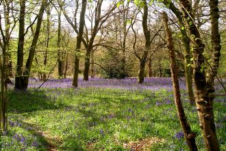 Old Park Wood Nature Reserve 