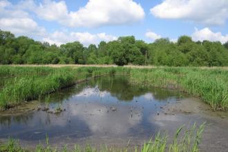 Stanborough Reedmarsh