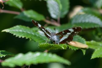 White admiral butterfly