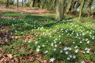 Hobbyhorse Wood Nature Reserve 