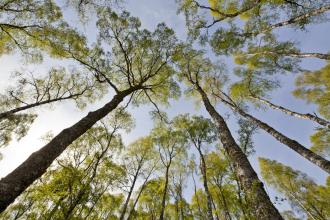 Silver birch