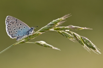 Large blue butterfly