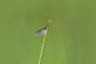 Mayfly