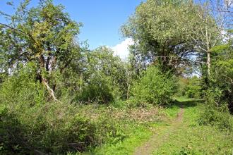 Uxbridge Alderglade Nature Reserve