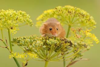 Harvest mouse