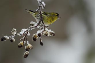 Siskin