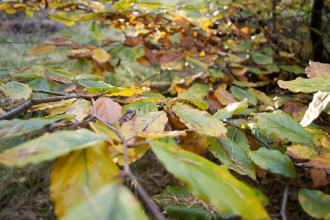 Autumn leaves