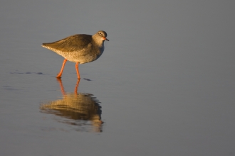 Redshank