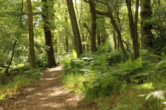 Fir and Pond Woods Nature Reserve