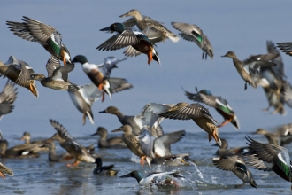 Shovelers, gadwalls and teal