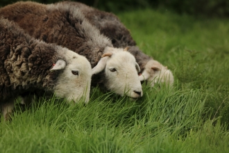 Herdwick sheep