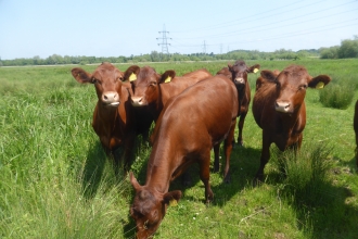 Redpoll cattle