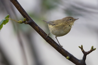 Chiffchaff