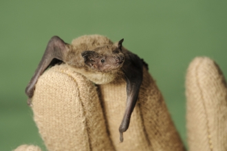 Nathusius Pipistrelle