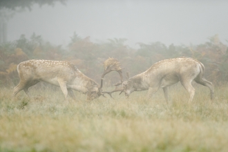 Fallow Deer