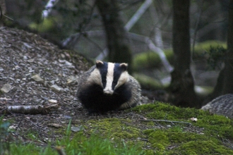 Badger