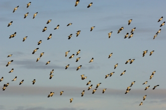 Migratory lapwing