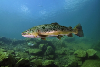 Brown trout