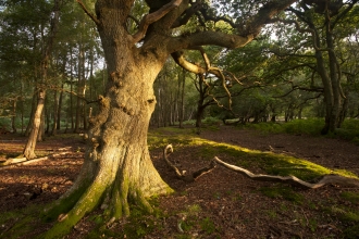Veteran tree