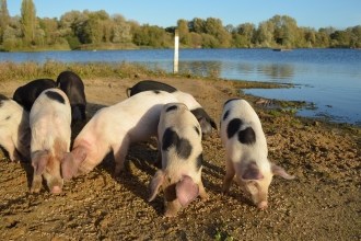 Pigs at Amwell