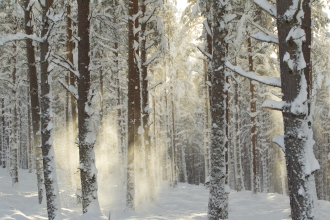 Falling snow between trees