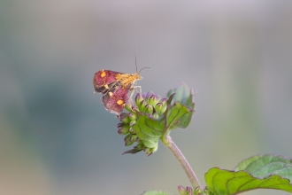 Mint moth