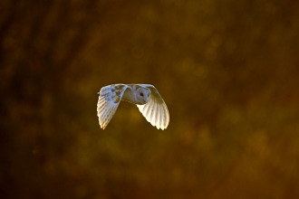 Barn owl