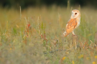 Barn owl