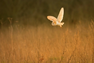 Barn owl over field