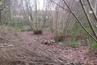 Hazel Coppice Old Park Wood