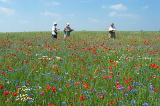 Surveyors and recorders in wildflower meadow