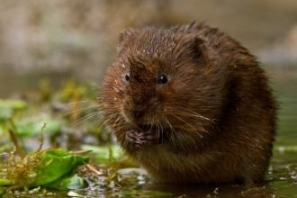 Water vole