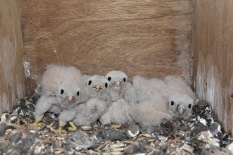 Kestrel chicks in nest box