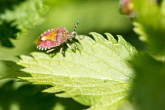 Shield bug