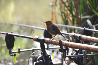 Robin on fishing rod