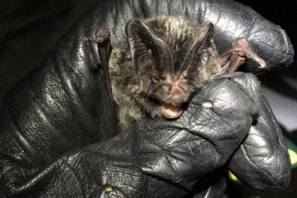 Barbastelle bat in hand