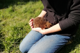 Hedgehog in lap