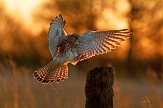 Kestrel landing (c) Russell Savory