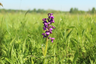 Green-winged orchid