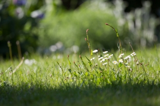 Garden Lawn