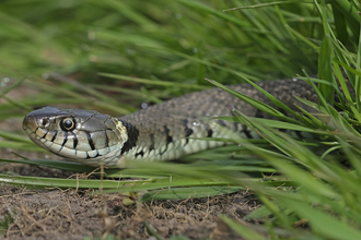 Grass snake