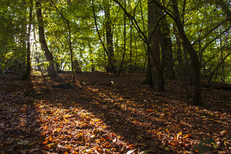 Old Park Wood Nature Reserve