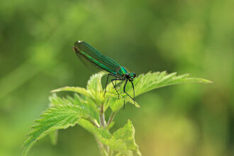 Banded Demoiselle