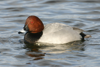 Male pochard