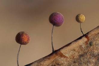 Macro Fungi