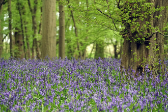 Astonbury Wood bluebell woodland